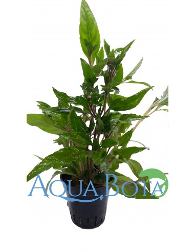 Staurogyne species 'Porto Velho'  - 1