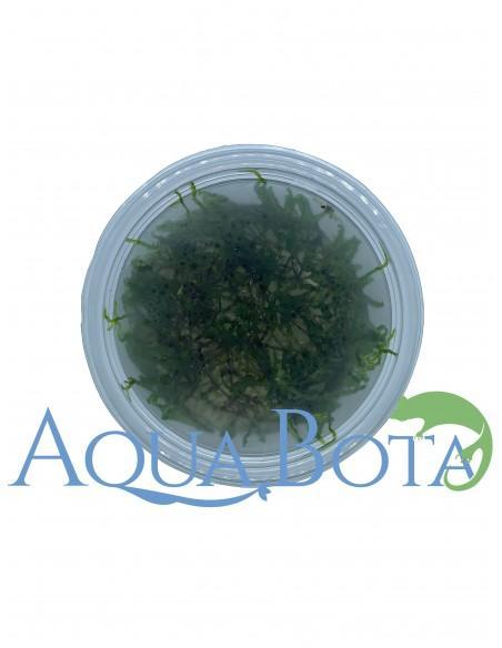 Vesicularia Reticulata - In vitro  - 1