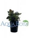 Lobelia cardinalis 'Mini'  - 2