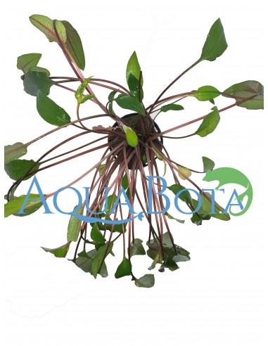 Cryptocoryne beckettii  - 1