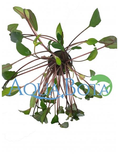 Cryptocoryne beckettii  - 1