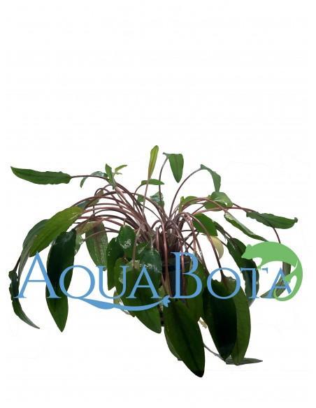 Cryptocoryne beckettii  - 2