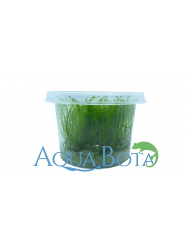 Taxiphyllum alternans (Taiwan Moss) - In vitro  - 1