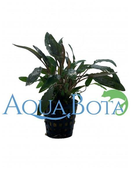 Cryptocoryne wendtii 'Brown'  - 1