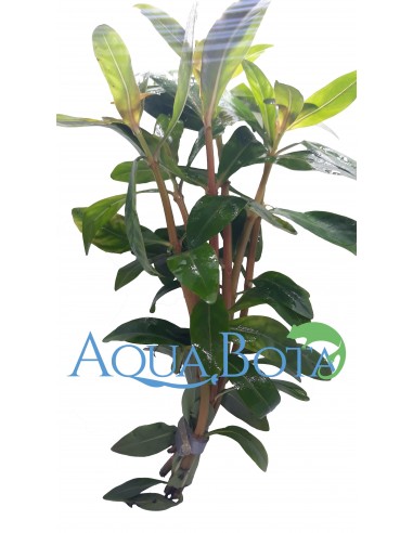 Nesaea crassicaulis  - 1