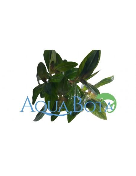 Nesaea crassicaulis  - 2