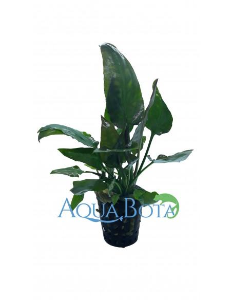 Cryptocoryne pontederiifolia  - 2
