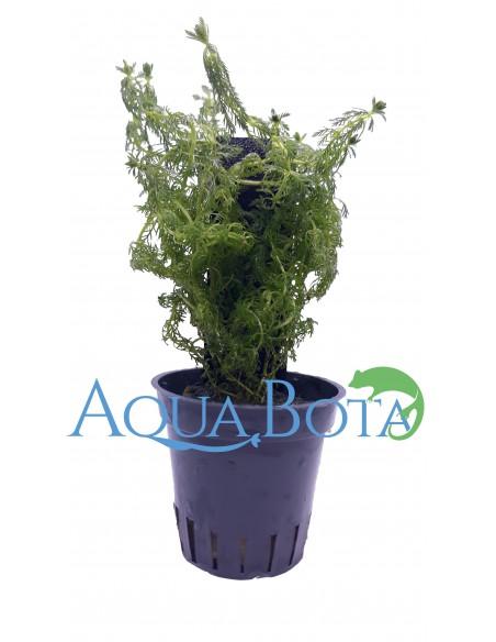 Myriophyllum sp. 'Guyana'  - 2
