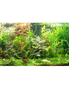 Lot de plantes - Facile  - 1