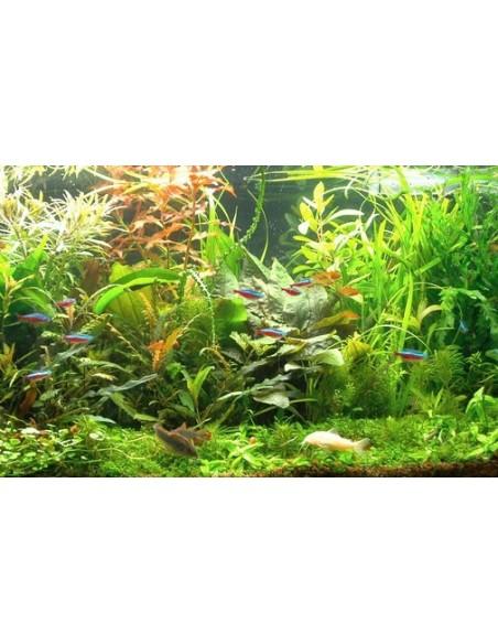 Set van planten - Gemakkelijk  - 1