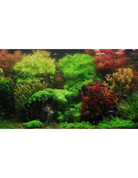 Lot de plantes - Intermédiaire  - 1