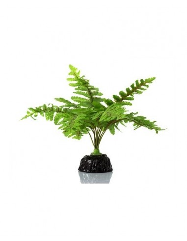 Boston Fern Reptizoo Reptizoo - 1
