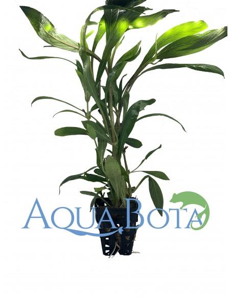 Hygrophila salicifolia  - 1