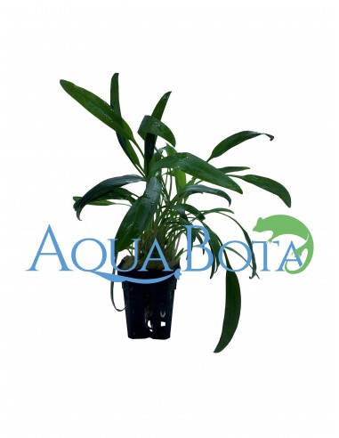 Cryptocoryne Lucens  - 1