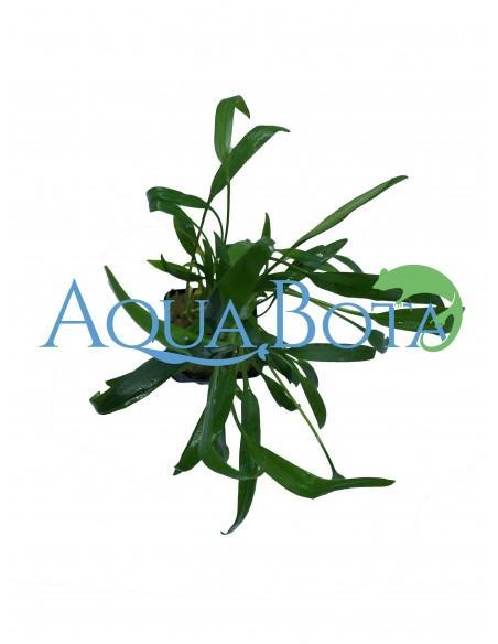 Cryptocoryne Lucens  - 2