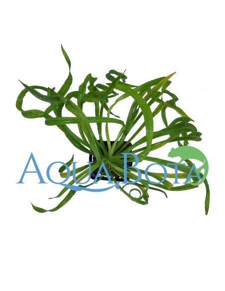Helanthium bolivianum 'Vesuvius'  - 1