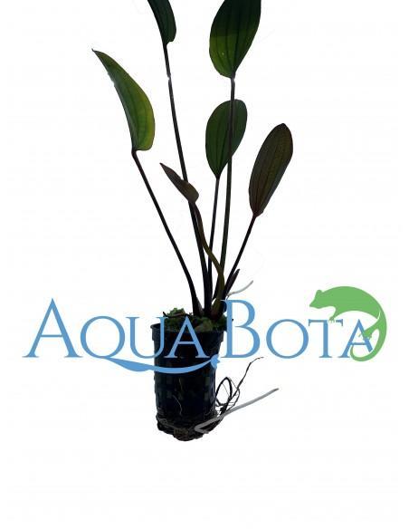 Echinodorus compacta  - 1