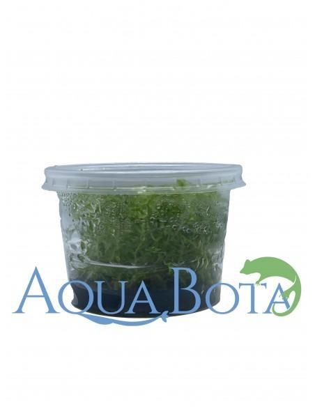 Tonina fluviatilis - In Vitro Cup  - 1