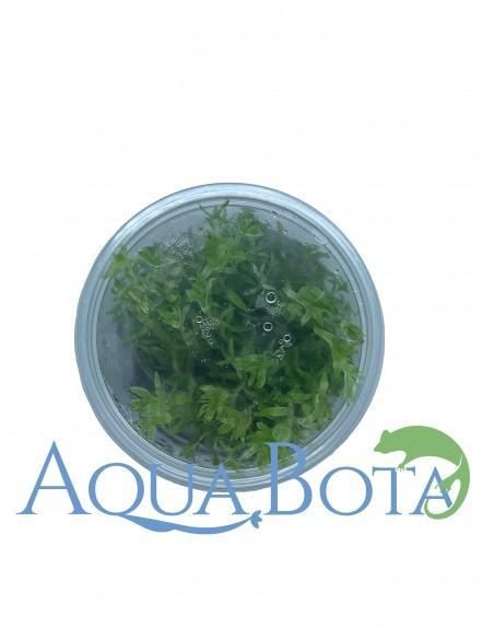 Tonina fluviatilis - In Vitro Cup  - 2