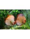 Set van aquariumplanten - Speciale Discus  - 1