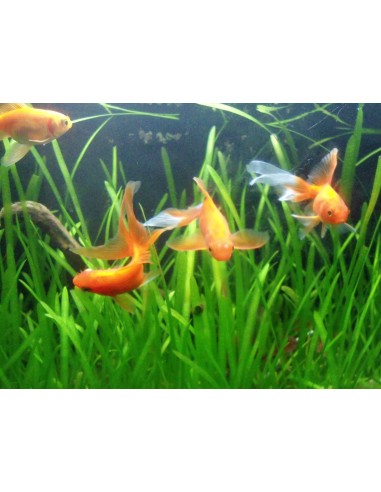 Batch of plants - Special Goldfish  - 1