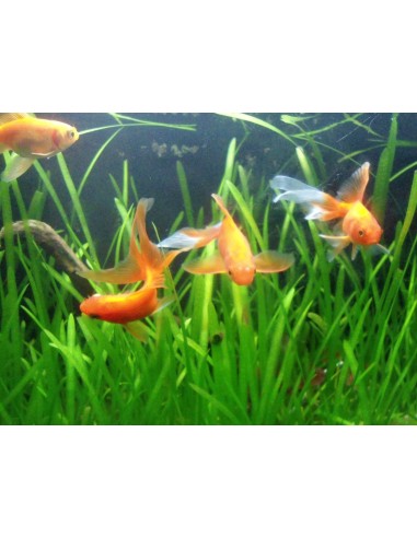 Set van planten - Speciale Goudvis  - 1