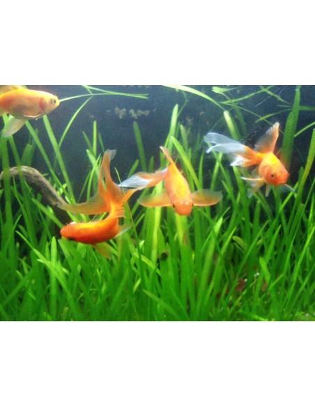 Lot de plantes - Spécial Poisson rouge  - 1
