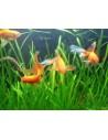 Set van planten - Speciale Goudvis  - 1