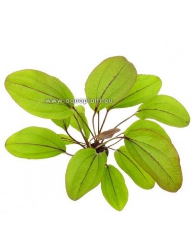 Echinodorus Devils Eye  - 1