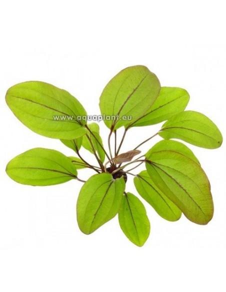 Echinodorus Devils Eye  - 1