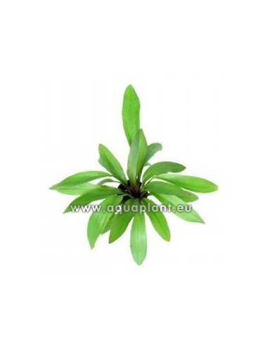Echinodorus 'Rubin'  - 1
