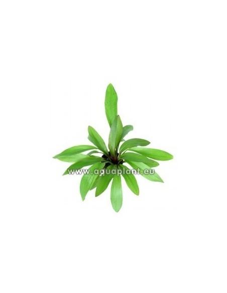 Echinodorus 'Rubin'  - 1