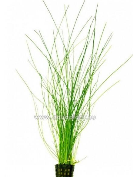 Eleocharis species  - 1