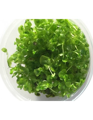 Micranthemum micranthemoides - In Vitro Cup  - 1