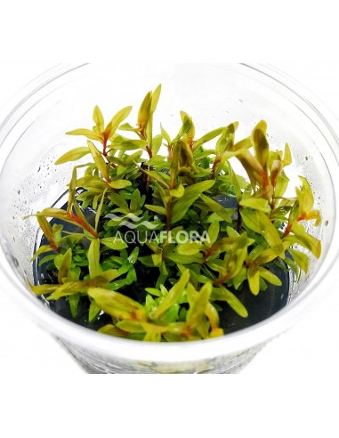 Nesaea pedicellata 'Golden' - In Vitro Cup  - 1