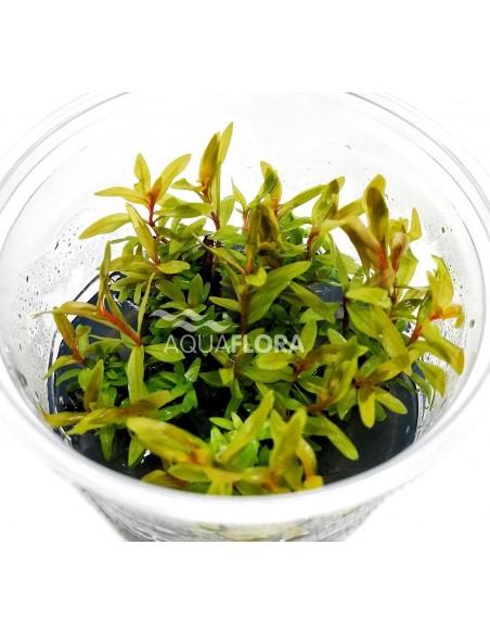 Nesaea pedicellata 'Golden' - In Vitro Cup  - 1