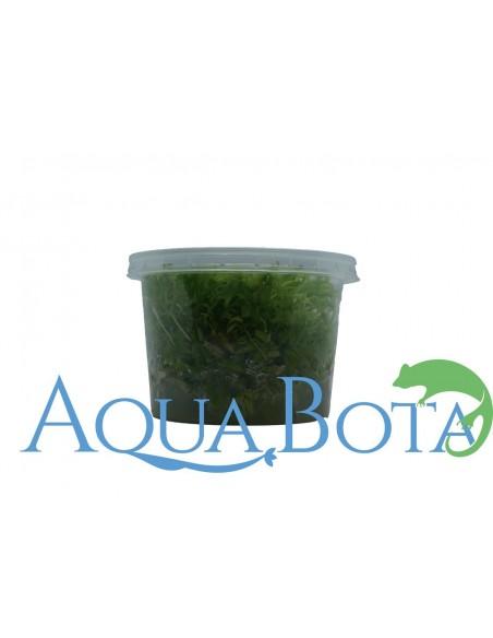 Pogostemon helferi - In Vitro Cup  - 1