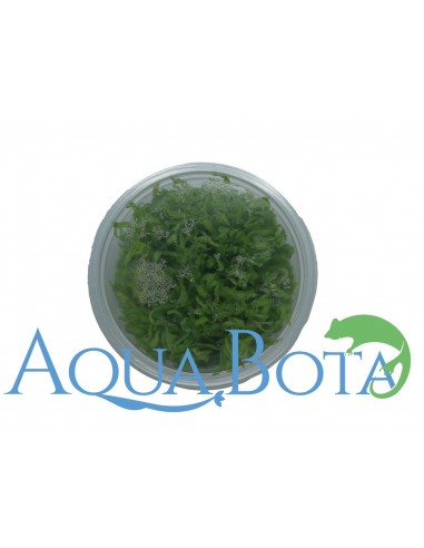 Pogostemon helferi - In Vitro Cup  - 2