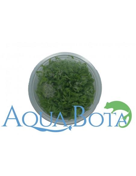 Pogostemon helferi - In Vitro Cup  - 2