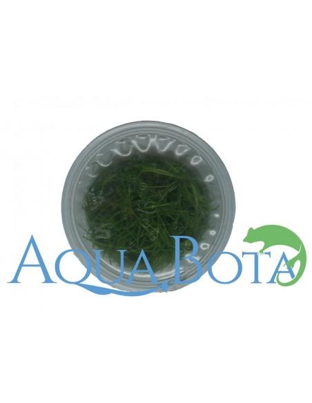 Eleocharis parvula - In Vitro Cup  - 1
