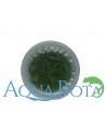 Eleocharis parvula - In Vitro Cup  - 1