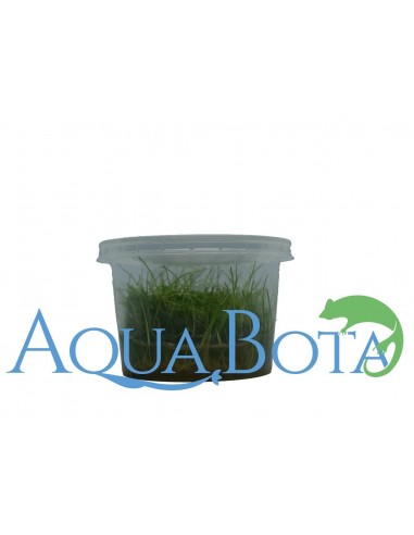 Eleocharis parvula - In Vitro Cup  - 2