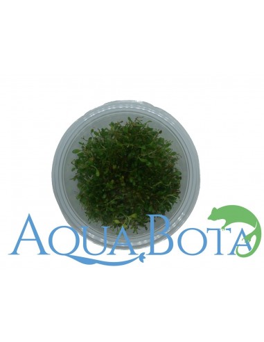 Glossostigma Elatinoides - In Vitro Cup  - 1