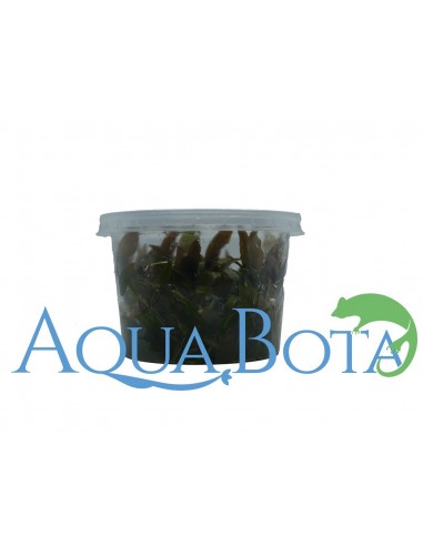 Cryptocoryne usteriana - In Vitro Cup Dennerle plants - 1