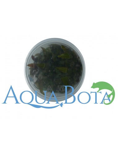 Cryptocoryne usteriana - In Vitro Cup Dennerle plants - 2