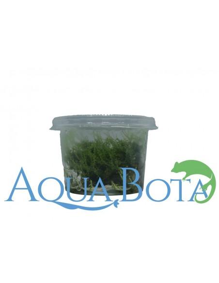 Plagiomnium affine - In vitro  - 2