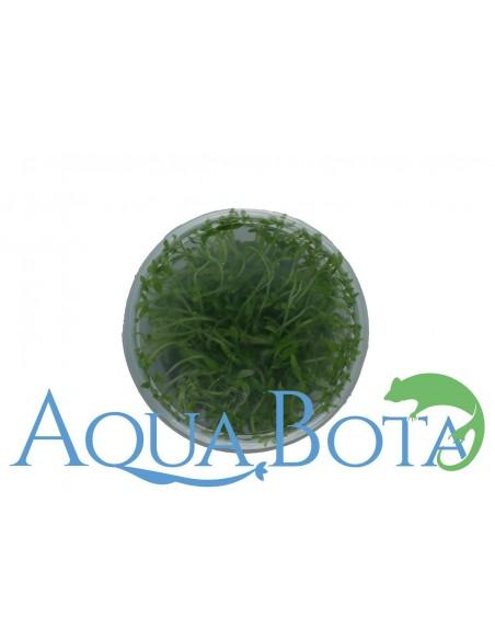 Limnophila sp. 'Vietnam' - In Vitro Cup  - 1