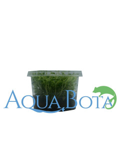 Limnophila sp. 'Vietnam' - In Vitro Cup  - 1 2