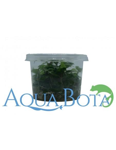 Staurogyne repens - In Vitro Cup  - 1