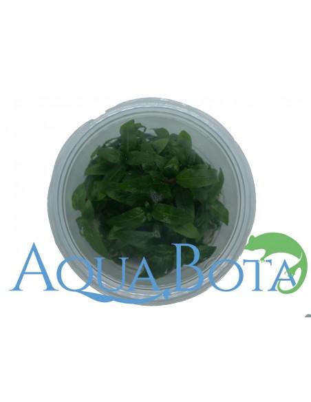 Staurogyne repens - In Vitro Cup  - 2